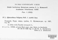 Podosphaera fuliginea image
